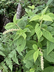 Clethra acuminata