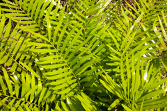 Zamia pumila