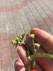 Galinsoga quadriradiata