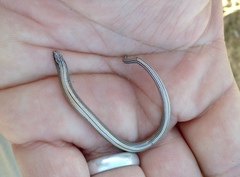 Anniella geronimensis