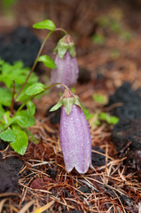 Campanula punctata hondoensis