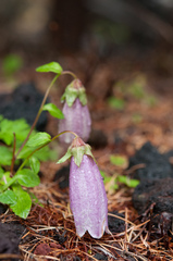 Campanula punctata hondoensis