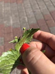 Galinsoga quadriradiata