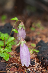 Campanula punctata hondoensis