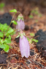 Campanula punctata hondoensis