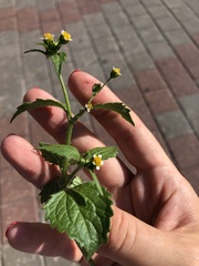 Galinsoga quadriradiata