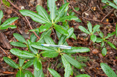 Rhododendron brachycarpum