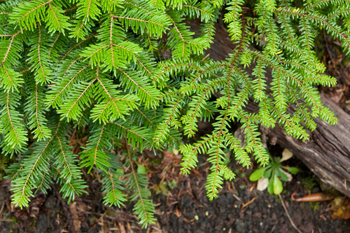 Tsuga diversifolia iNat (2)