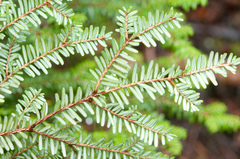 Tsuga diversifolia