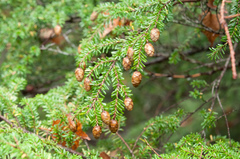 Tsuga diversifolia
