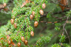 Tsuga diversifolia