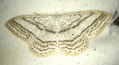 Scopula ancellata
