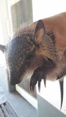 Chaetophractus vellerosus