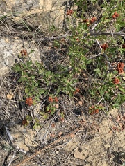 Rhus aromatica aromatica