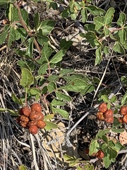 Rhus aromatica aromatica