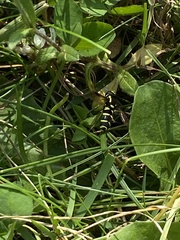 Xanthogramma pedissequum