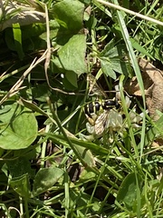 Xanthogramma pedissequum