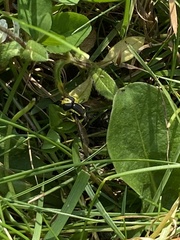 Xanthogramma pedissequum