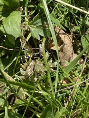 Xanthogramma pedissequum