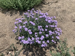 Glandularia latilobata