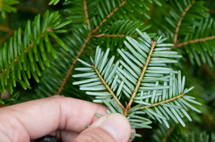 Abies veitchii