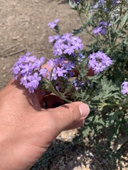 Glandularia latilobata