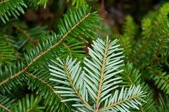 Abies veitchii