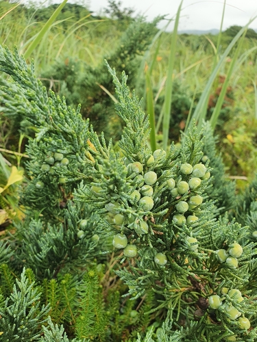 Chinese juniper