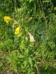 Oenothera × fallax