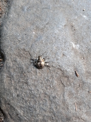 Pinthaeus sanguinipes