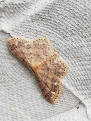 Idaea subsaturata