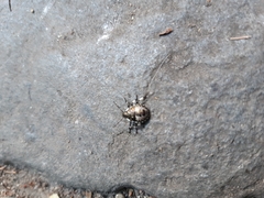 Pinthaeus sanguinipes