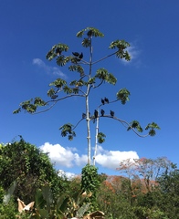 Cecropia obtusifolia