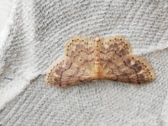 Idaea subsaturata