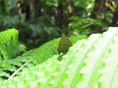 Rapala varuna formosana