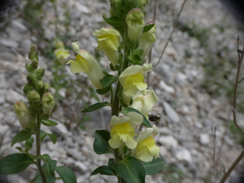Antirrhinum latifolium (Antirrhinum latifolium)