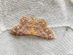 Idaea subsaturata