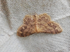 Idaea subsaturata