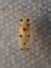 Platyscytus centralis