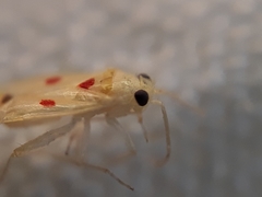 Platyscytus centralis