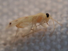 Platyscytus centralis