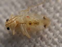 Platyscytus centralis