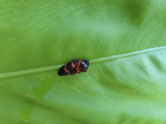 Okiscarta