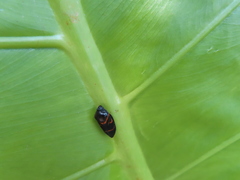 Okiscarta