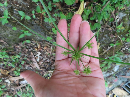 Cyperus cyperoides iNat (1)