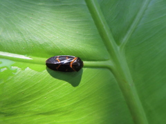 Okiscarta