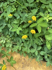 Arachis repens