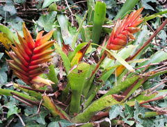 Vriesea interrogatoria