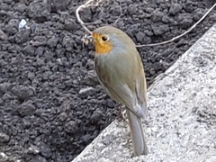 Erithacus rubecula