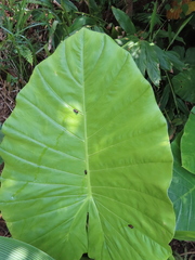 Okiscarta